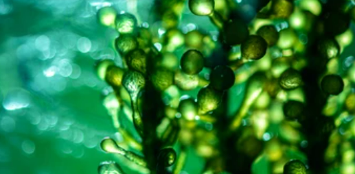 Moisture levels in biofuel