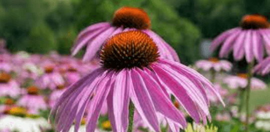 Health support - preventive medicine