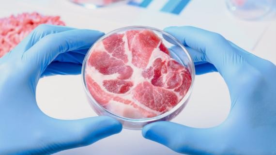 Lab grown meat Lab grown meat